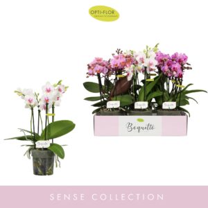 Phalaenopsis Multiflora Boquetto Pinko mix 3-5 spike
(6 Plants/Order)(12cmP 35cmH)