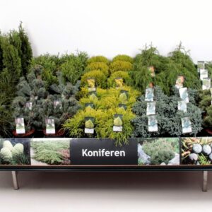 conifers and Heester Tafelconcept Basisassortiment C5 (mix kan afwijken From foto)
(1 Plants/Order)(23cmP 50cmH)