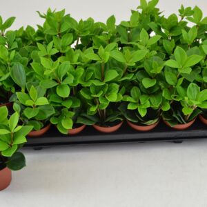 Peperomia pereskiifolia PEPEROMIA PERESKIIFOLIA
(21 Plants/Order)(8.5cmP 12cmH)