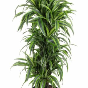 Dracaena Lemon Lime Dracaena Lemon Lime busch P31
(1 Plants/Order)(31cmP 130cmH)