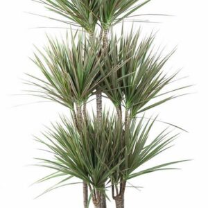 Dracaena Bicolor Dracaena Bicolor 90-carrousel
(1 Plants/Order)(31cmP 140cmH)
