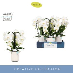 Phalaenopsis white more Ripsen Fontano Bellagio 3 spike in Molise White Aquo
(3 Plants/Order)(12cmP 50cmH)