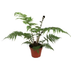 Cyathea cooperi (Australian Tree Fern)
(6 Plants/Order)(17cmP 50cmH)