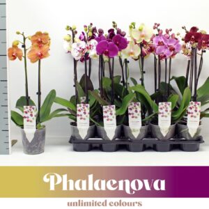 Phalaenopsis mixed mixed Budget 50cm (GROEN)
(10 Plants/Order)(12cmP 50cmH)