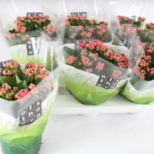 Kalanchoe Calandiva Birkin Gevuld 15 cm pink (Birkin)
(6 Plants/Order)(15cmP 24cmH)