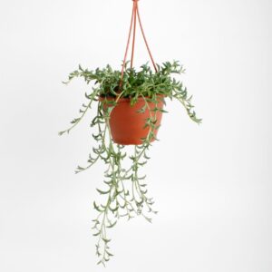 Senecio Senecio Dolphins
(6 Plants/Order)(12cmP 15cmH)