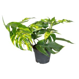 Epipremnum pinnatum pinnatum Cintho Epipremnum Pinnatum Cintho Goldfinger
(1 Plants/Order)(17cmP 30cmH)
