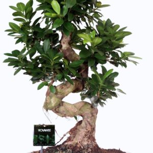 Ficus Ginseng Ficus micr. S-type in keram. ovale schaal met schotel white
(1 Plants/Order)(35cmP 70cmH)