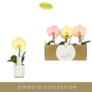 Phalaenopsis mixed Singolo Aquarello Sunlight in Lazio White
(6 Plants/Order)(9cmP 40cmH)