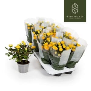 Rosa Limbo Kordana Rosa Kordana Limbo (Geel)
(15 Plants/Order)(10.5cmP 25cmH)