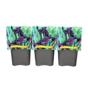 Iris Variegata Iris ensata 'Variegata' C5
(1 Plants/Order)(21cmP 35cmH)