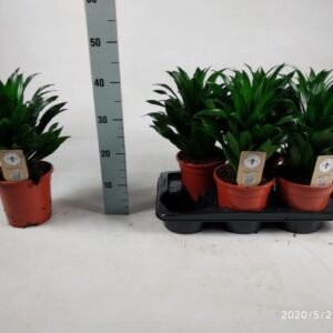 Dracaena Compacta Dracaena Compacta kopstek 45cm
(6 Plants/Order)(17cmP 45cmH)