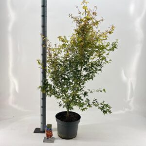 Acer palmatum Katsura Acer pal. 'Katsura'
(1 Plants/Order)(29cmP 60cmH)