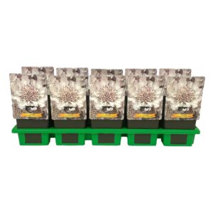 Scabiosa Scabiosa columbaria 'Kudo White' P11
(10 Plants/Order)(11cmP 25cmH)