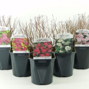 Spiraea japonica Spiraea japonica lagen mix
(6 Plants/Order)(17cmP 25cmH)
