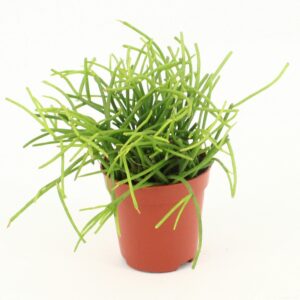 Rhipsalis baccifera 'Oasis' Rhipsalis cassutha Oasis P5,5 mini
(12 Plants/Order)(5.5cmP 10cmH)