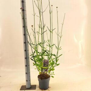 Verbena bonariensis Verbena bonariensis
(6 Plants/Order)(17cmP 100cmH)