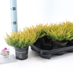 Erica Darley Erica darl. 'Mary Helen'
(12 Plants/Order)(10.5cmP 15cmH)