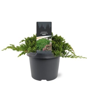 Juniperus procumbens Nana Juniperus procumbens 'Nana'
(3 Plants/Order)(19cmP 30cmH)
