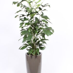 Caryota mitis Caryota mitis in Santorini Pot "taupe"
(1 Plants/Order)(33cmP 160cmH)