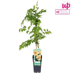 Campsis radicans Flava Campsis radicans Flava (geënt) P15
(10 Plants/Order)(15cmP 65cmH)