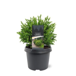 Cryptomeria Vilmoriniana Cryptomeria japonica 'Vilmoriniana'
(1 Plants/Order)(19cmP 25cmH)