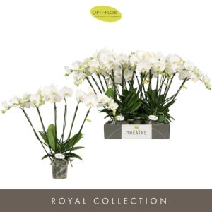 Phalaenopsis white more Ripsen Theatro Jazz 6 spike
(5 Plants/Order)(12cmP 60cmH)
