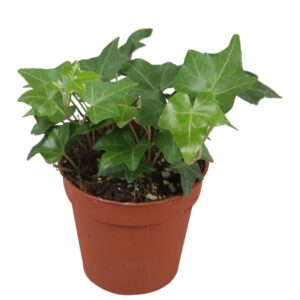 Hedera Pittsburgh Hedera helix Pitsburg
(22 Plants/Order)(9cmP 5cmH)