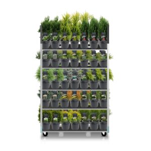 conifers Coniferenmix assortiment C3 - basismix CC (mix kan afwijken From foto)
(1 Plants/Order)(19cmP 40cmH)