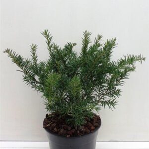 Taxus baccata Repandens Taxus bacc. 'Repandens'
(1 Plants/Order)(19cmP 45cmH)
