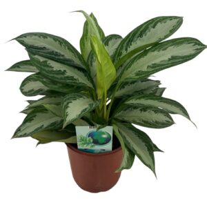 Aglaonema Silver Bay Aglaonema Silver Bay P24
(1 Plants/Order)(24cmP 60cmH)