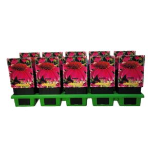Echinacea purpurea Powwow Wild Berr Echinacea 'Pow Wow Wild Berry' P11
(10 Plants/Order)(11cmP 25cmH)