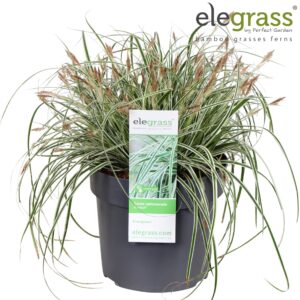 Carex oshimensis Everest Carex oshimensis 'Everest' P19
(1 Plants/Order)(19cmP 50cmH)