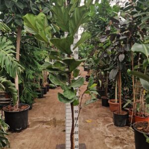 Ficus lyrata Ficus Lyrata rechte stam 270
(1 Plants/Order)(35cmP 270cmH)
