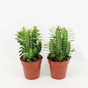 Euphorbia trigona Euphorbia Trigona green
(6 Plants/Order)(12cmP 20cmH)