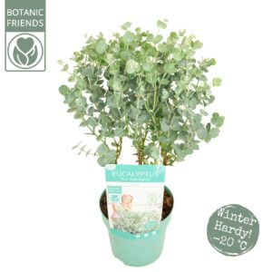 Eucalyptus gunnii 'Azura' Eucalyptus gunnii 'Azura'®
(6 Plants/Order)(15cmP 45cmH)