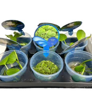 Drijfplanten 206- mix 3 Types drijfplanten
(6 Plants/Order)(13cmP 10cmH)