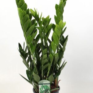 Zamioculcas zamiifolia Zamioculcas Lucky Classic 7+ Feathers
(1 Plants/Order)(17cmP 60cmH)