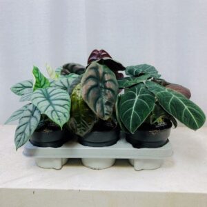 Alocasia mixed Alocasia Luxe Beginda mix 14cm
(6 Plants/Order)(14cmP 30cmH)
