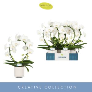 Phalaenopsis white more Ripsen Mirror Miracle Aurora 2 spike in Lazio White 
(4 Plants/Order)(12cmP 50cmH)