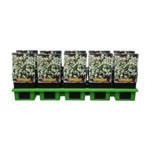 Campanula cochleariifolia Campanula cochleariifolia 'Jingle White' P11
(10 Plants/Order)(11cmP 25cmH)