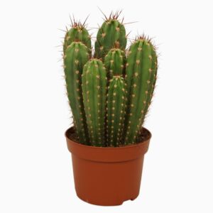 Neoraimondia herzogiana Neocardenasia herzogiana 13 cm
(6 Plants/Order)(13cmP 25cmH)