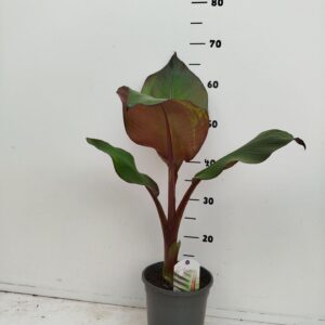 Ensete ventricosum Maurelii Ensete ventricosum Maurellii
(6 Plants/Order)(17cmP 35cmH)