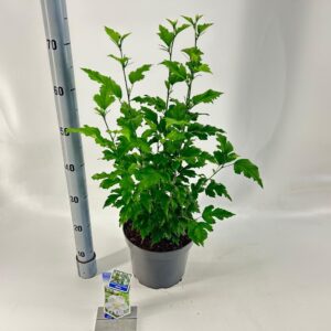 Hibiscus syriacus Hibiscus syr. Flower Tower White ('Gandini From Aart'PBR)
(1 Plants/Order)(23cmP 70cmH)