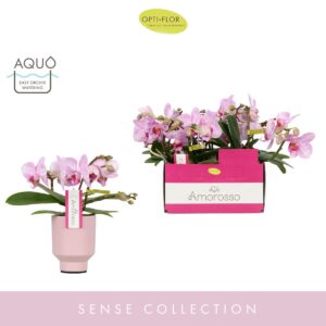 Phalaenopsis Multiflora Amorosso Merlini in Emilia Pink Aquo
(6 Plants/Order)(7cmP 25cmH)