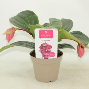 Medinilla Candy Piccolini Candy 2 bud (Medinilla 1 etage)
(6 Plants/Order)(14cmP 30cmH)
