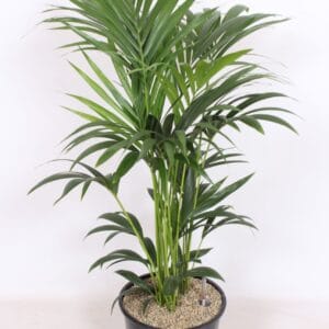 Howea forsteriana Howea forsteriana 6 per Pot
(1 Plants/Order)(32cmP 120cmH)
