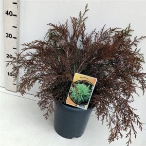 Microbiota decussata
(1 Plants/Order)(19cmP 50cmH)
