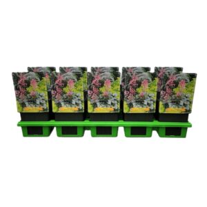 Heuchera americana Dale Heuchera americana 'Dale Strain' P11
(10 Plants/Order)(11cmP 25cmH)