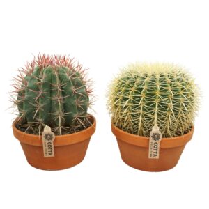 Cactus Bolcactus mix 23 cm
(2 Plants/Order)(23cmP 28cmH)